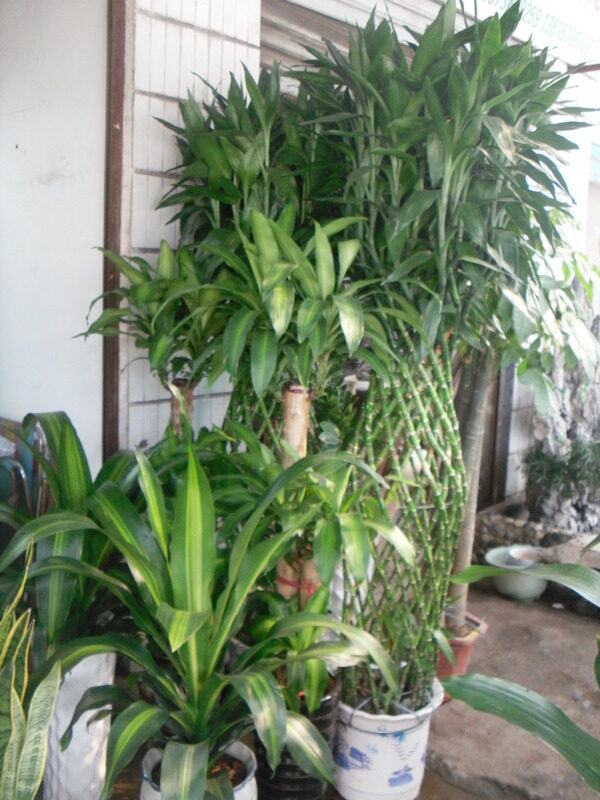 植物盆景圖片