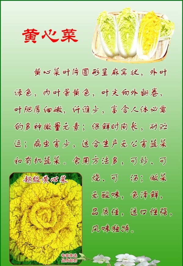 黃心菜圖片