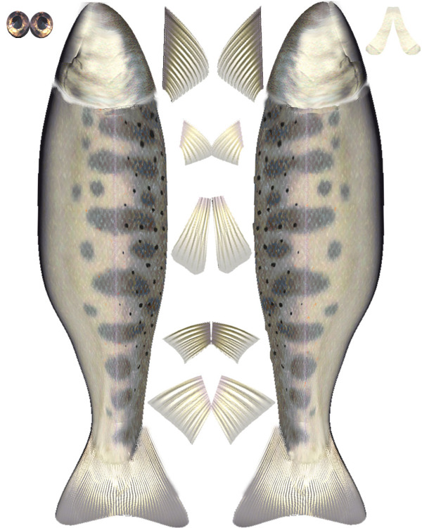 動(dòng)物魚類3d模型動(dòng)植物模型免費(fèi)下載魚類3d素材39