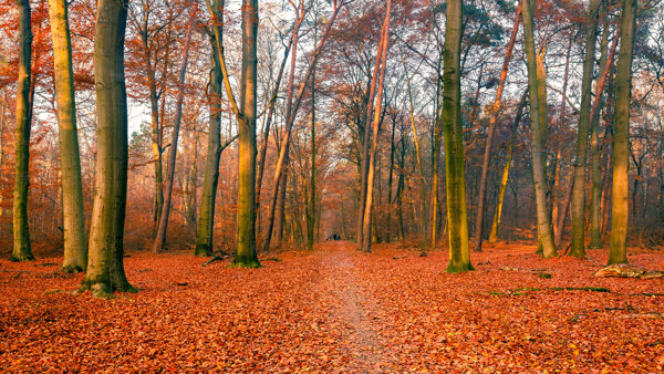 秋天树林小路风景图片