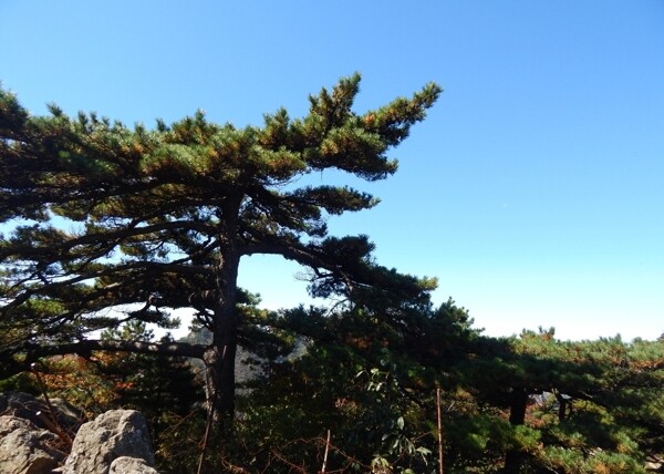黃山風光黃山旅游黃山美景圖片