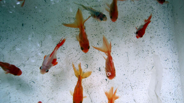 金魚圖片