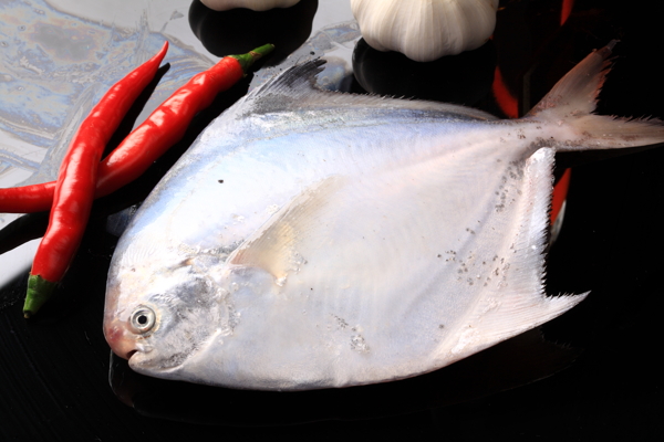冷鮮鯧魚圖片