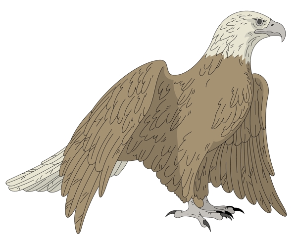 各種鳥類鳥動物矢量素材EPS格式0797