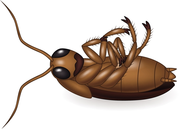 手绘一只棕色甲虫