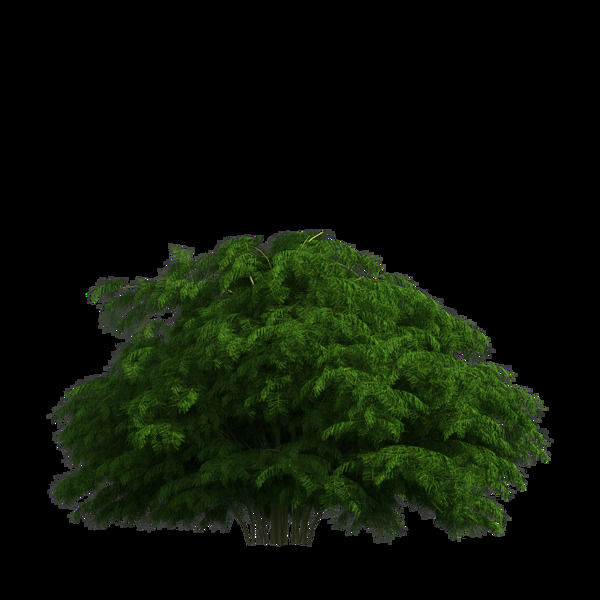 園林景觀樹(shù)木495圖片
