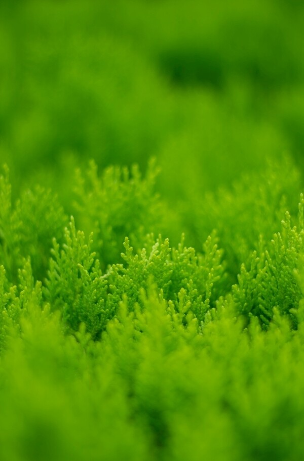 绿色植物绿植草丛图片