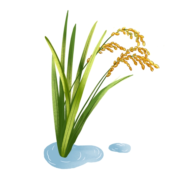谷物水稻稻穗手绘元素