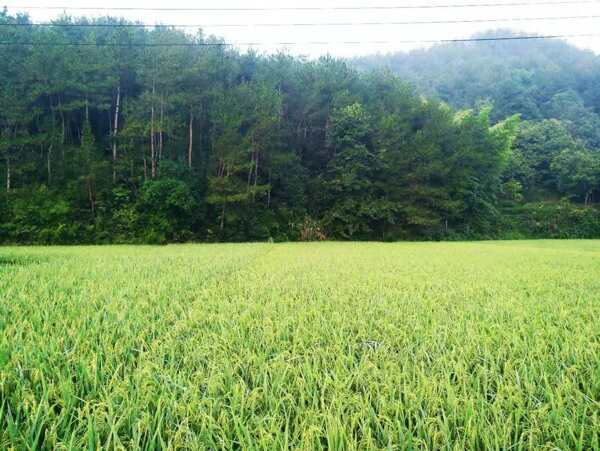 稻田