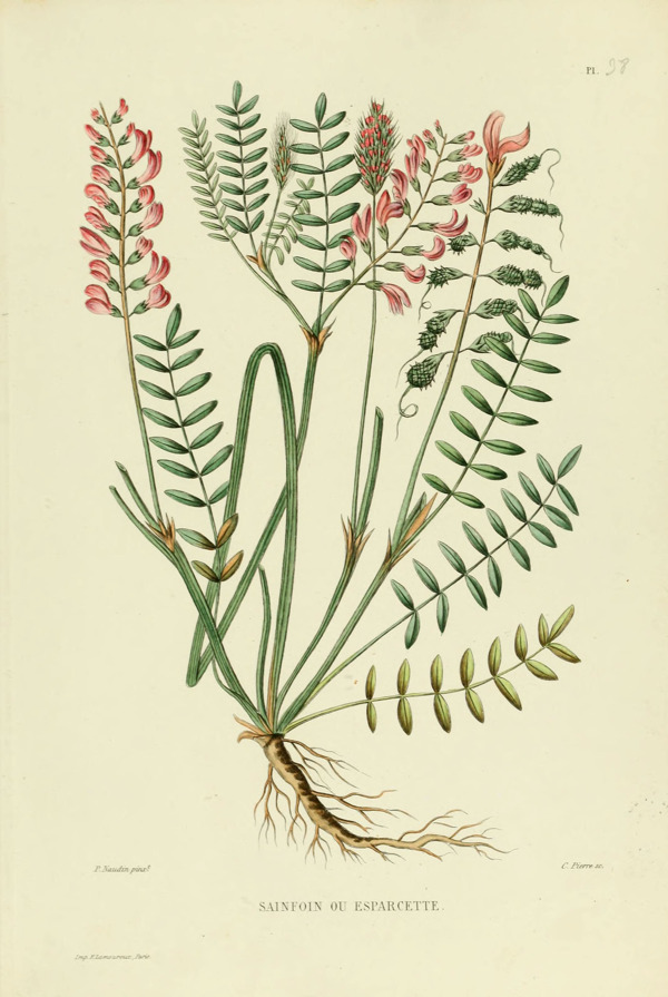 植物插畫(huà)