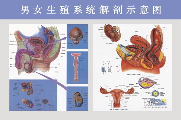 男女生殖系统解剖图