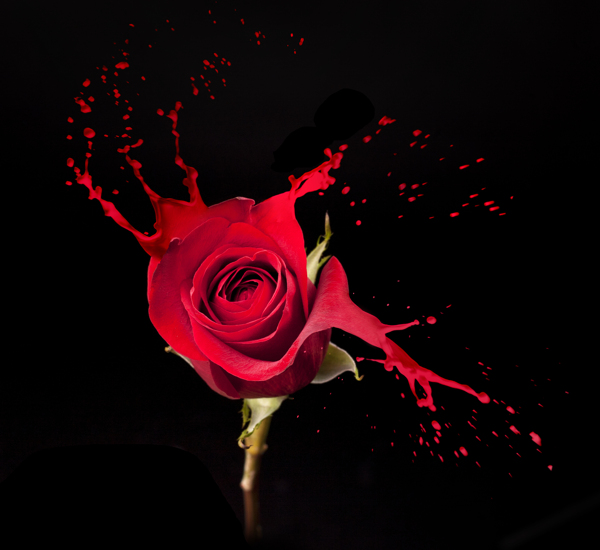 红玫瑰与颜料喷溅图片