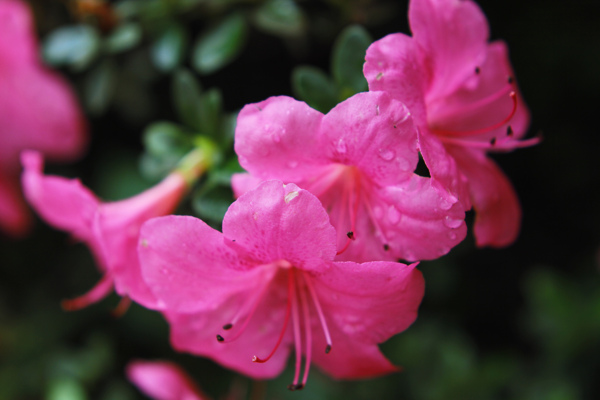 杜鵑花圖片