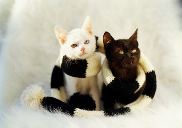 黑白猫小猫图片