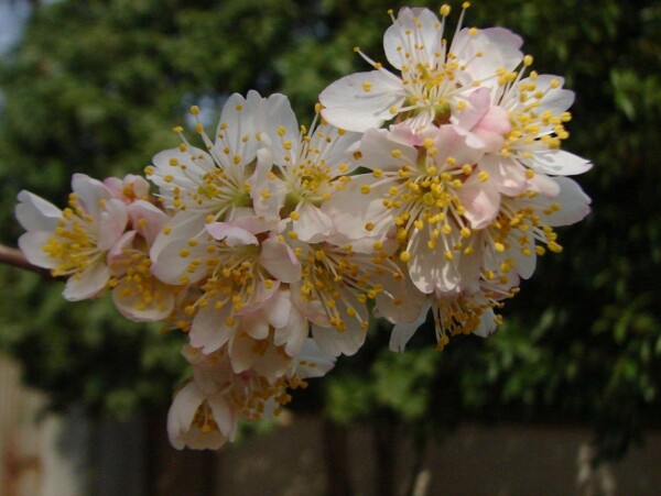 櫻桃花圖片