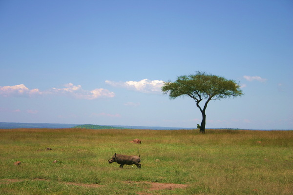 非洲马赛马拉国家公园