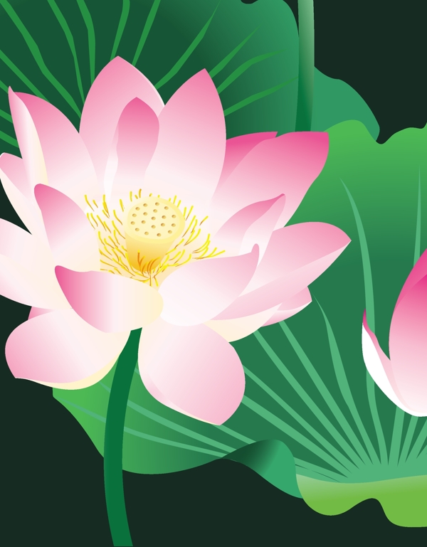 荷花圖片