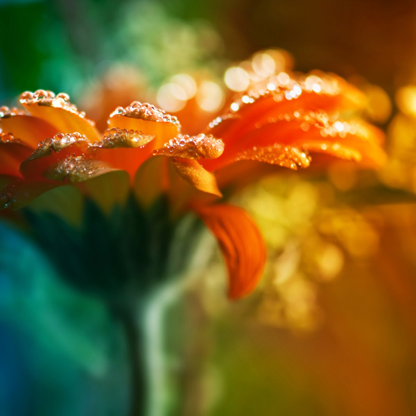 菊花圖片