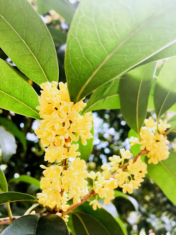 桂花