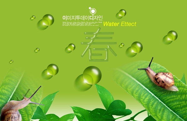 葉上水滴圖片
