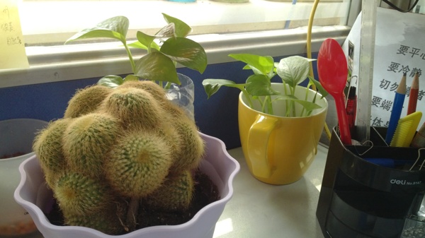 辦公桌植物圖片