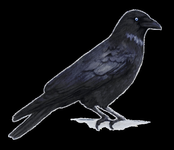 黑色乌鸦免抠png透明图层素材