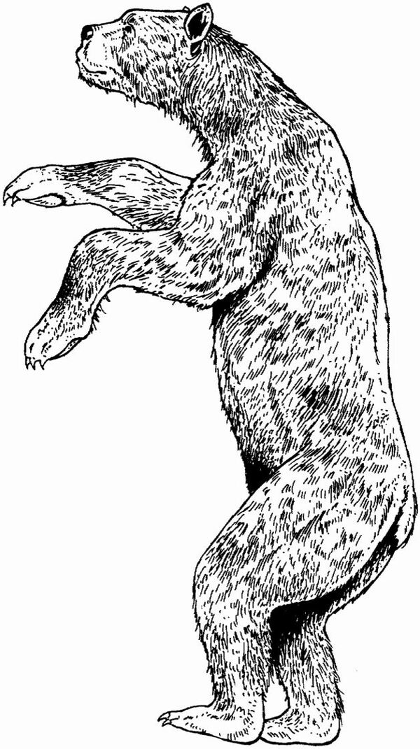 手繪動物畫動物素描