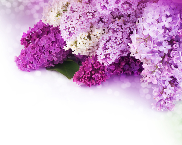 丁香花圖片