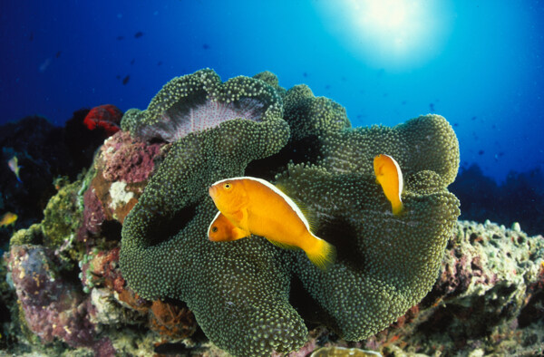 海底世界圖片