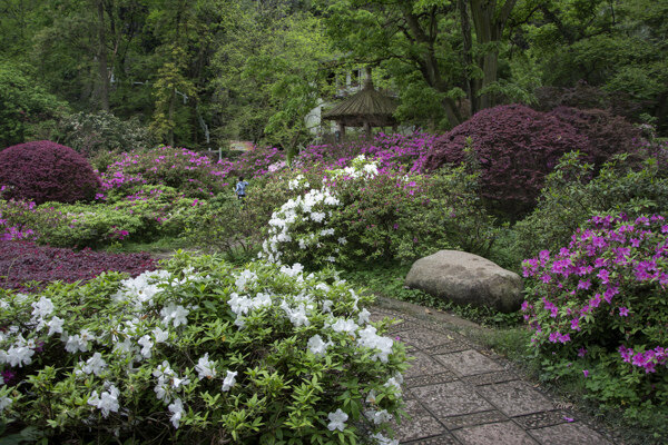 杜鵑花圖片