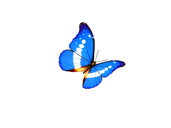 蝴蝶三