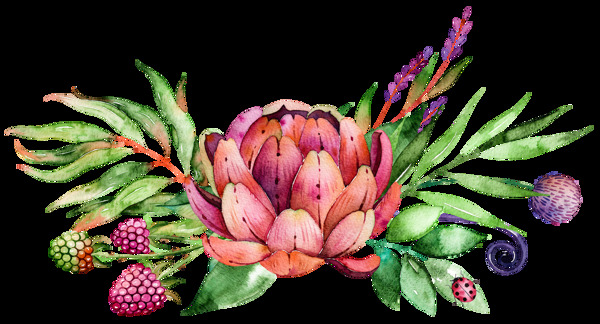 高清水彩手绘多肉植物花朵浆果插画PNG