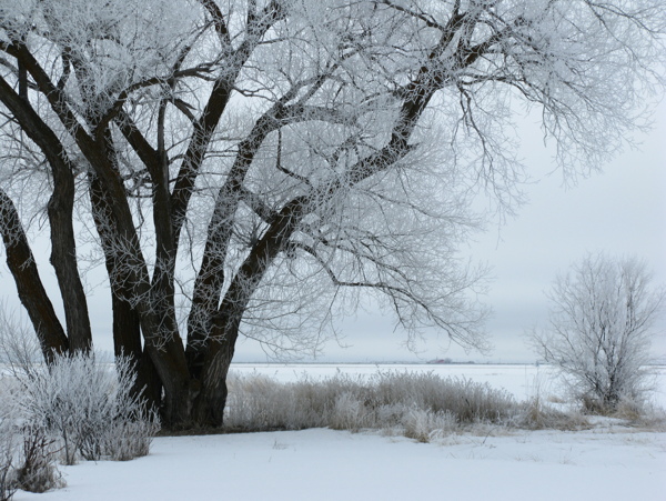 冬季松树林雪景图片