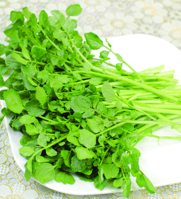 西洋菜圖片