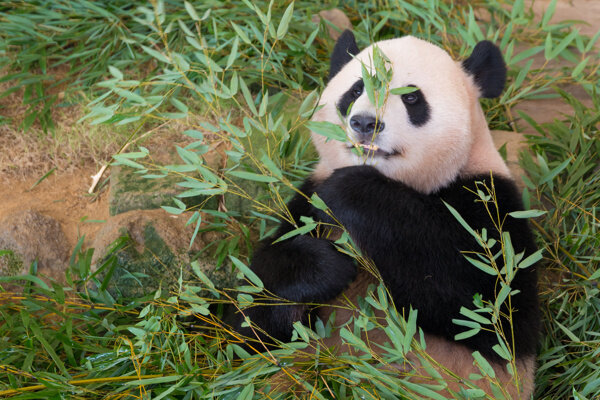 唯美熊猫