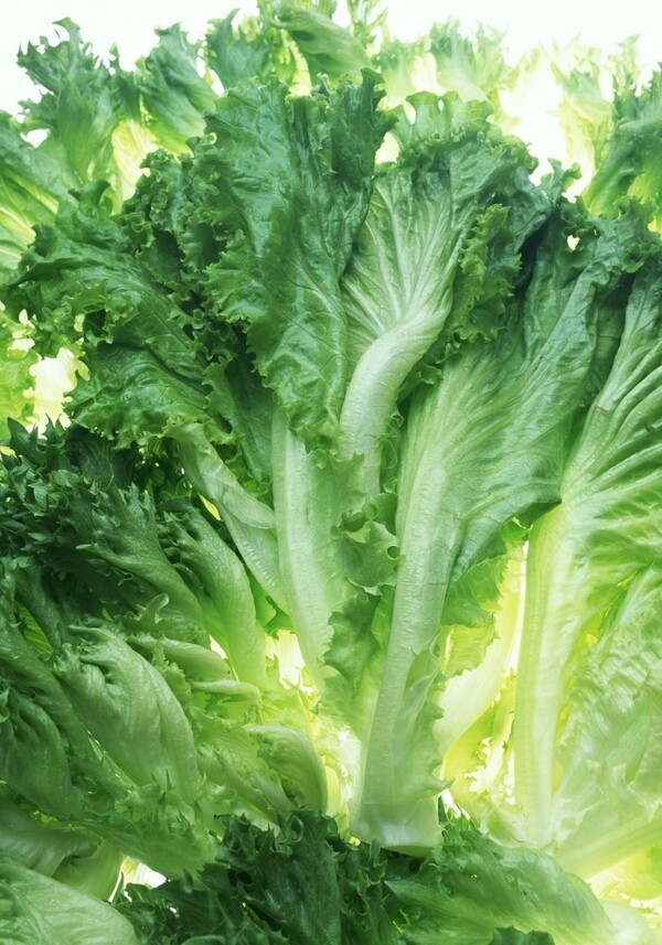 生菜