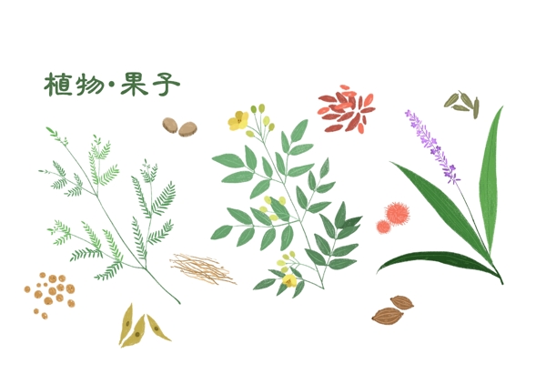 植物果子