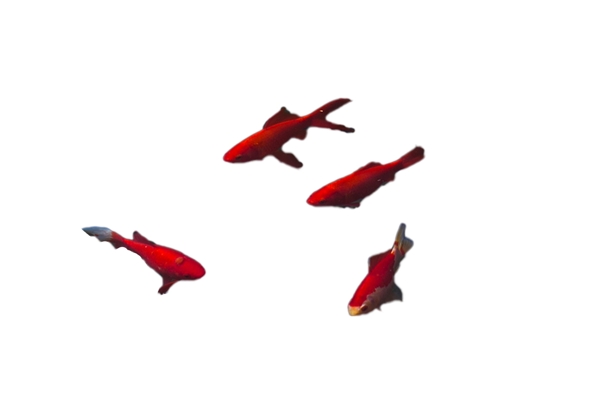 红色的小金鱼游来游去