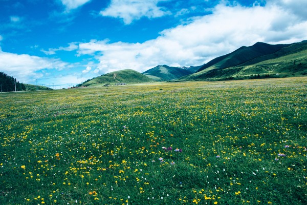 川藏线沿途草原风景图片