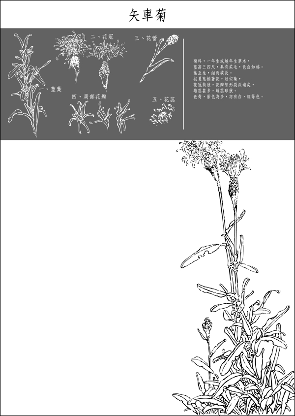 矢量白描矢車菊