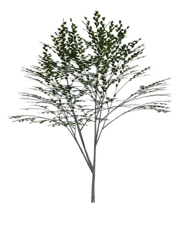 植物素材