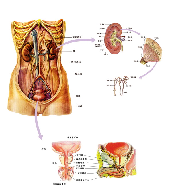 女性泌尿系统解剖图图片