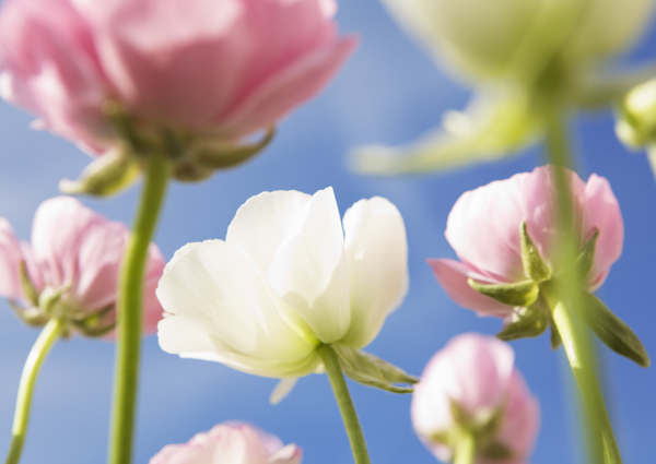花朵里的藍(lán)天