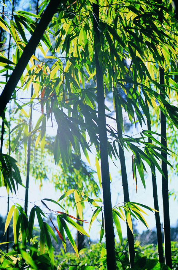 俊美的竹叶竹子素材图片