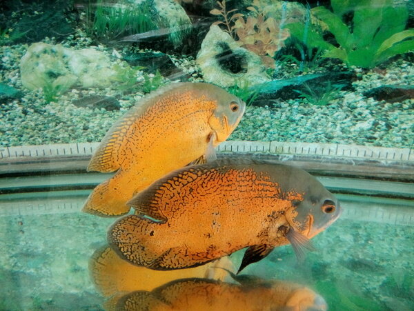 熱帶魚圖片