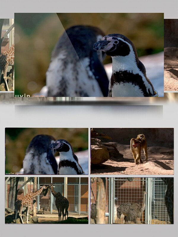 动物园里各种动物实拍视频素材