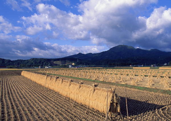 田園風(fēng)光