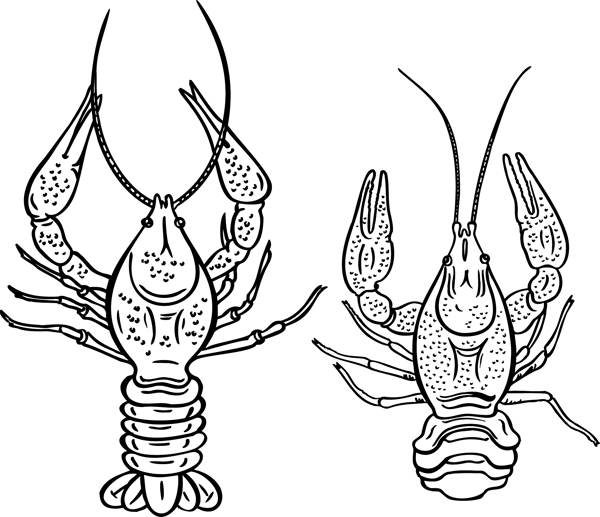 蝦海洋生物圖片