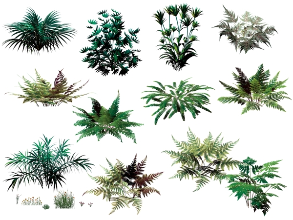 纪蕨类植物图片