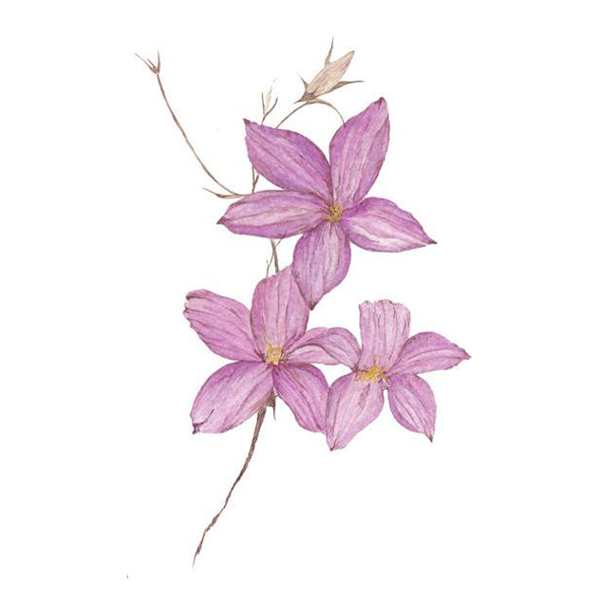 位圖植物寫意花卉花朵野花免費(fèi)素材